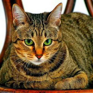 Картинка взрослого кота