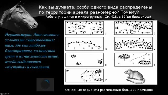 При увеличении ареала. При увеличении ареала