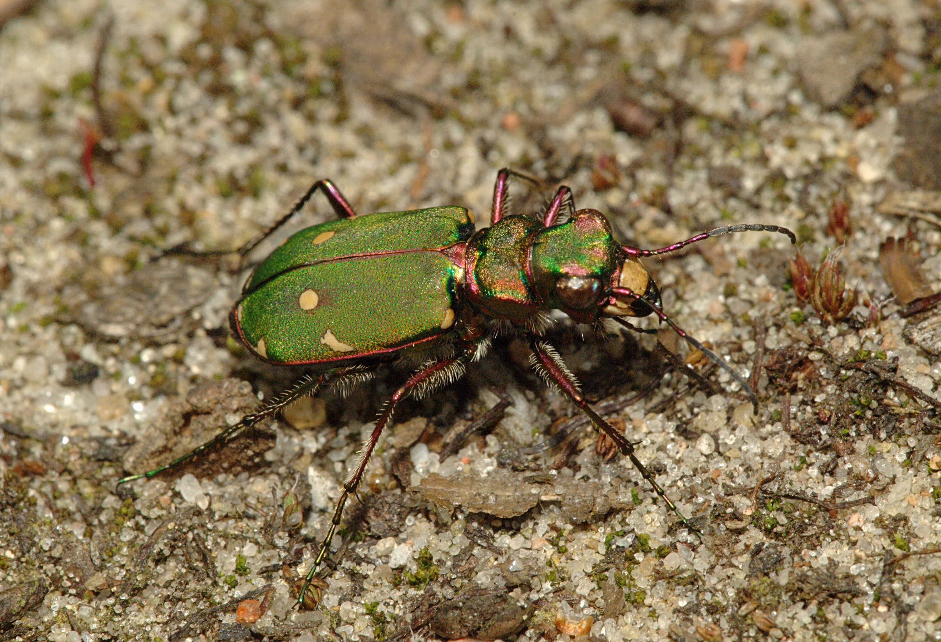 Жук скакун полевой. Жук скакун полевой зеленый. Тигровый Жук скакун. Cicindela Campestris.