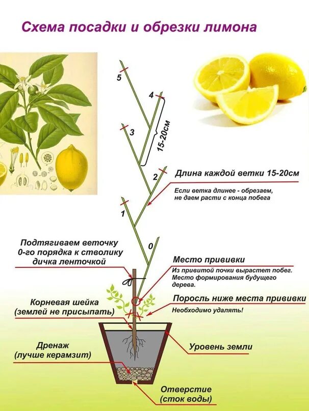 Прищипывание мандаринового дерева. Схема обрезки лимона. Формирование лимонного дерева. Прищипывание мандаринового дерева. Обрезка домашнего лимона.