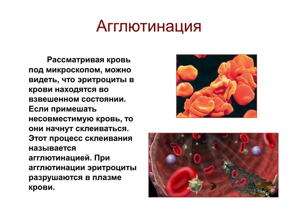 Склеивание крови. Реакция агглютинации эритроцитов. Агглютинация это процесс склеивания эритроцитов. Агглютинация это склеивание эритроцитов. Реакция склеивания эритроцитов.