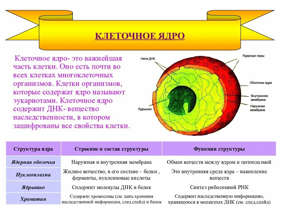 Организмы имеющие в строении клетки ядро. Строение ядра эукариотической клетки. схема ядра эукариотической клетки. строение клетки функции ядро 5 класс биология. строение ядрышка клетки.