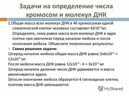 Яйцеклетки человека 46 хромосом