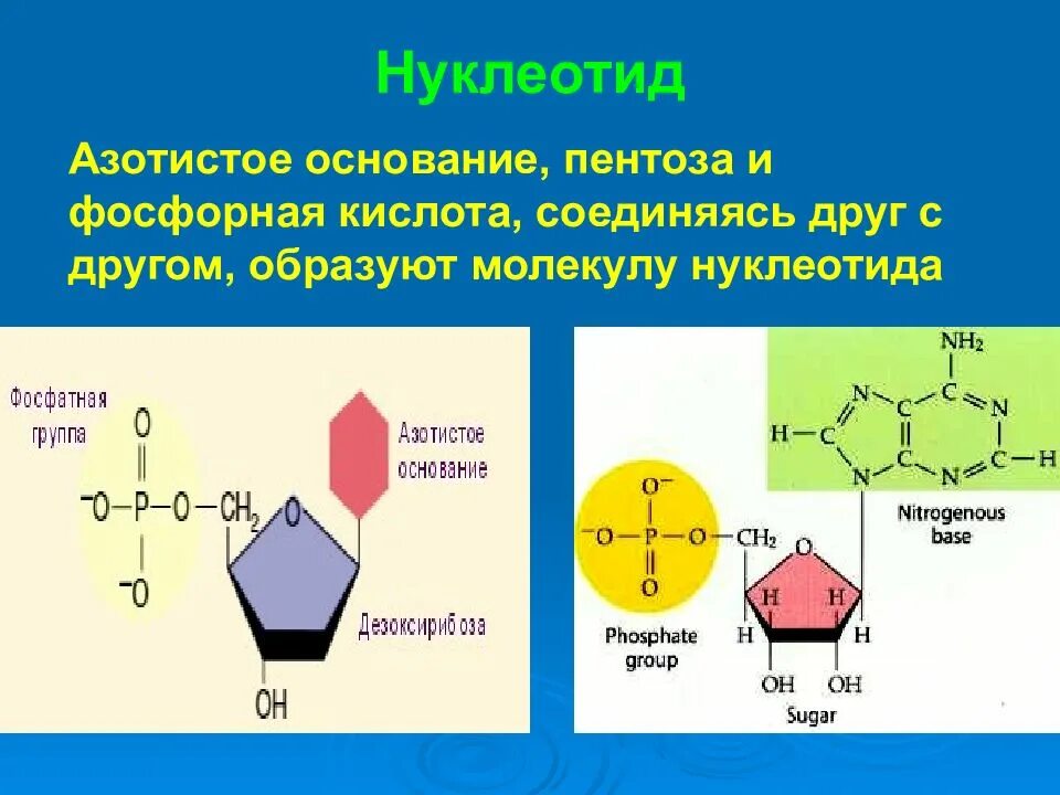 Пентоза нуклеотида. Нуклеотиды и нуклеиновые кислоты. Азотистые основания нуклеотидов. Азотистое основание нуклеозид нуклеотид. Нуклеиновые кислоты состоят из молекул