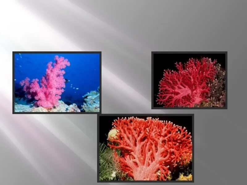 Коралловые полипы Кишечнополостные. Тип Кишечнополостные кораллы. Представители коралловых кишечнополостных. Водоросли кораллы Кишечнополостные.
