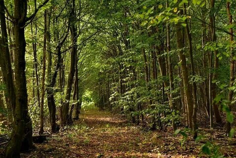 Wald