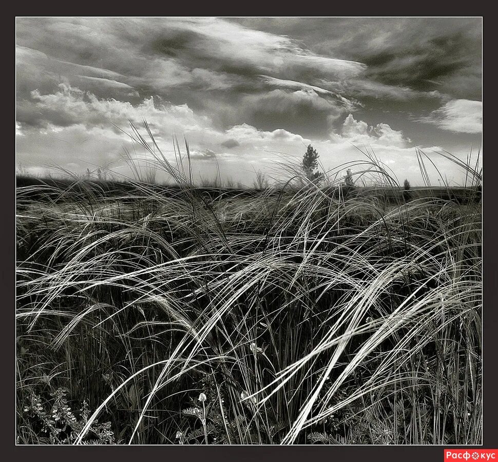 канадский ковыль. ковыль перистый сухоцвет. ковыль автор. ковыль автор. ковыль перистый stípa pennáta.