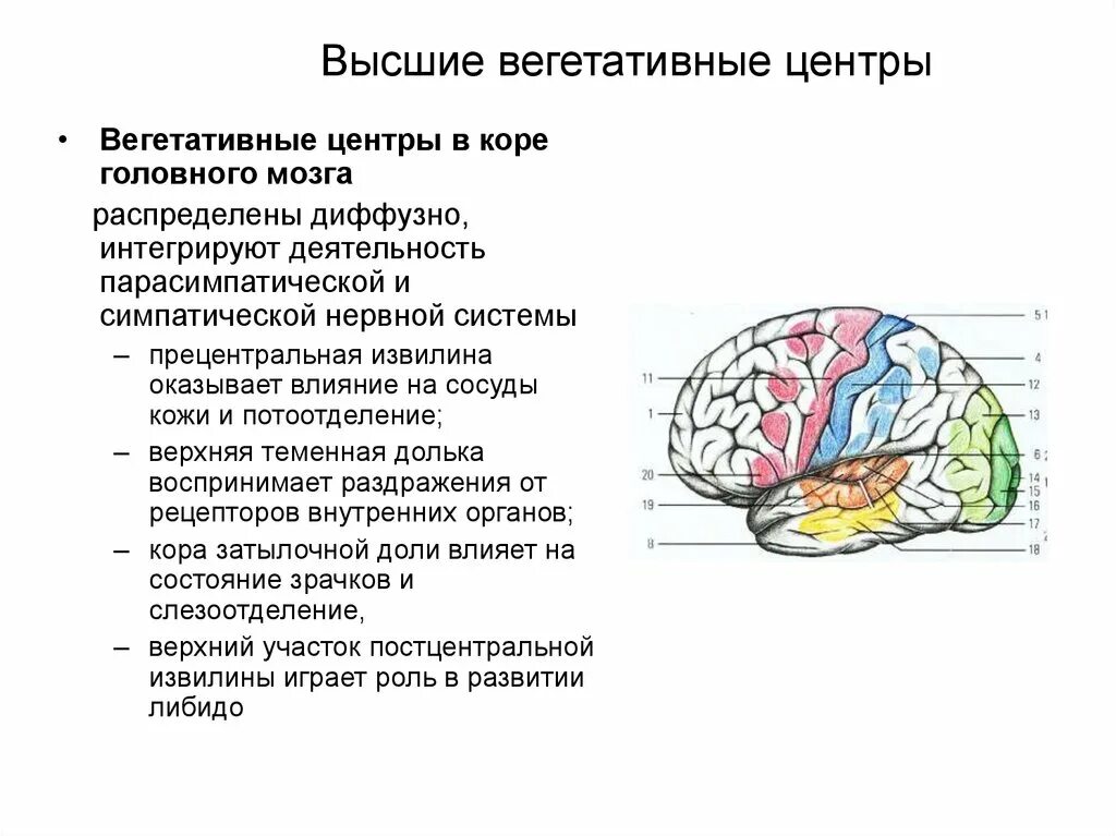 Высшие вегетативные центры. Вегетативные центры головного мозга. Высшие вегетативные центры расположены. Высшие центры коры головного мозга. Корковые изменения головного мозга