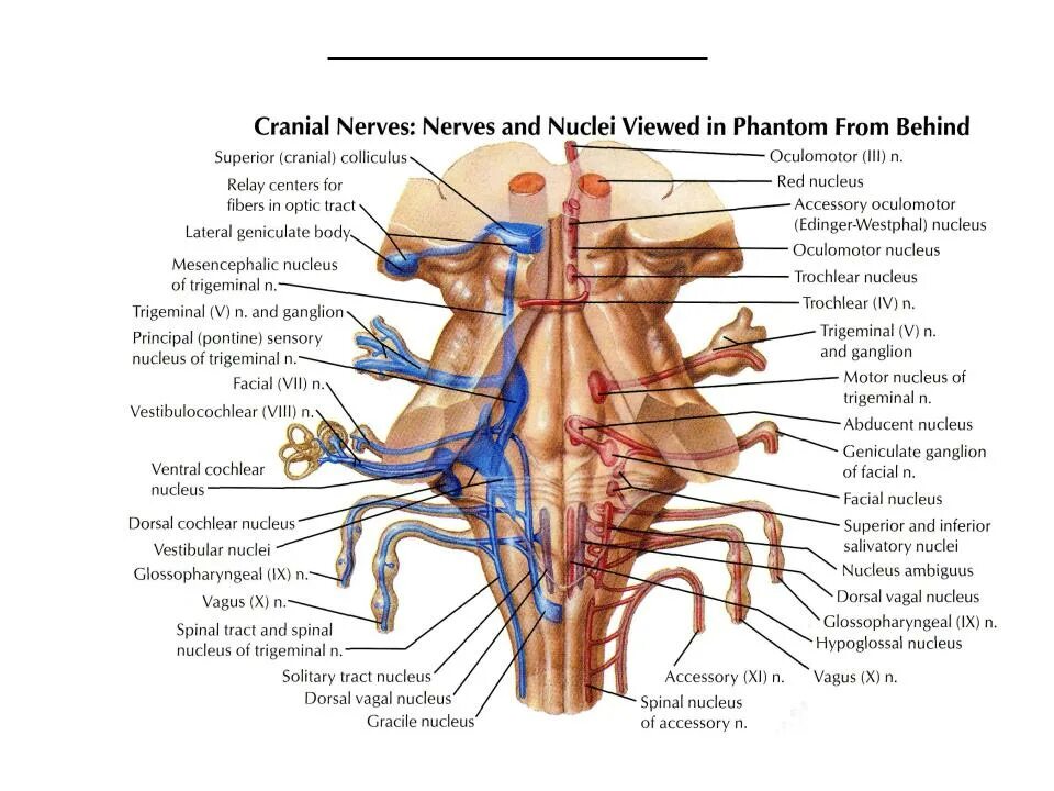 Черепные нервы ствола. Ядра черепных нервов схема. Расположение ядер черепных нервов схема. Проекция черепно мозговых нервов. Ядра черепных:нервов 4 желудочек.