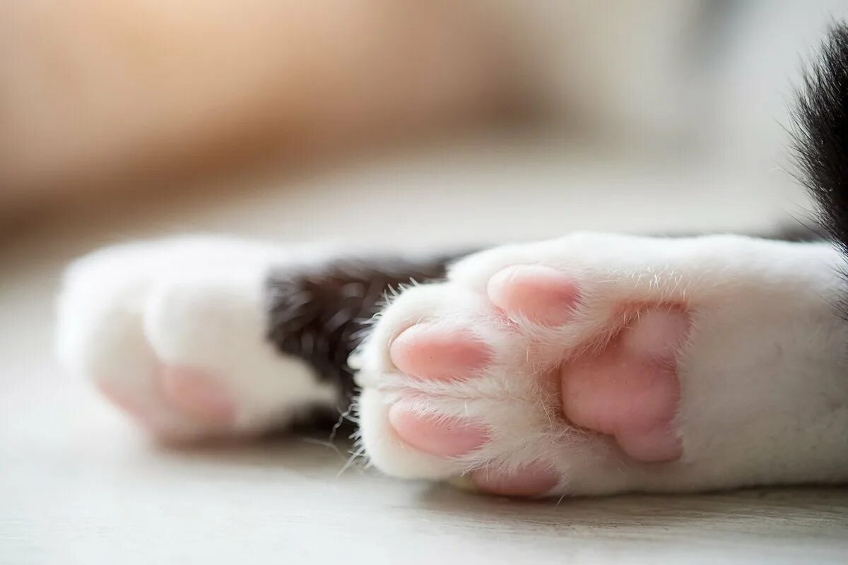 Цвет подушечек лап у кошек. Кошачья лапа и суши. лапка кисы. подушечки на лапке не разделены. кошачья лапа с огурцом.