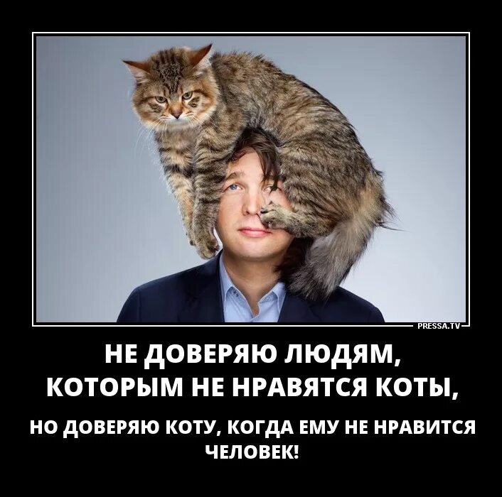 Коты не любят людей. Человек который не любит Коти. Кот доверяет.