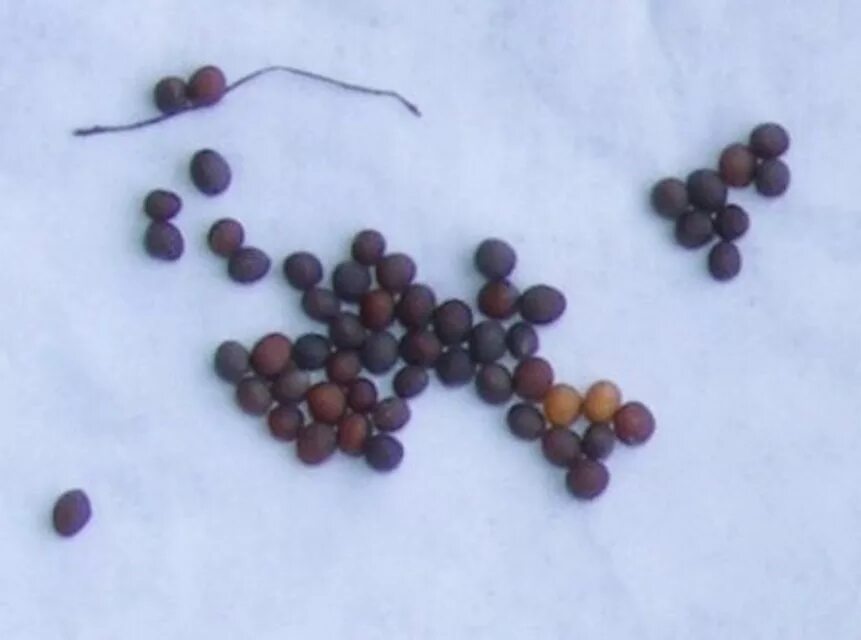 брюква вильма. корнеплод брюквы. брюква куузику. семена брюквы. семена брюква куузику.