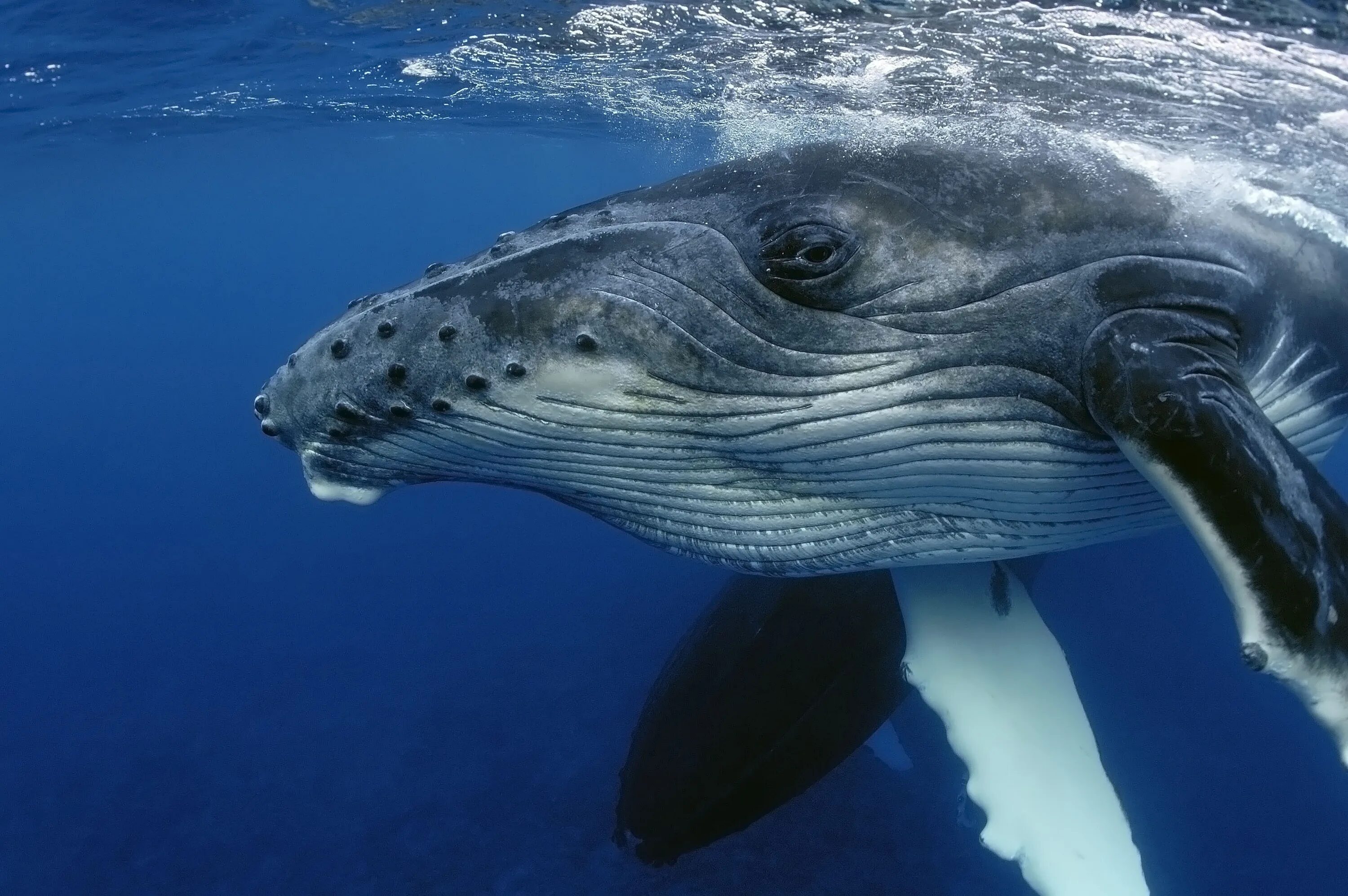 Горбатый кит. Кит Горбач. Голубой кит Balaenoptera musculus. Горбатый кит и синий кит.