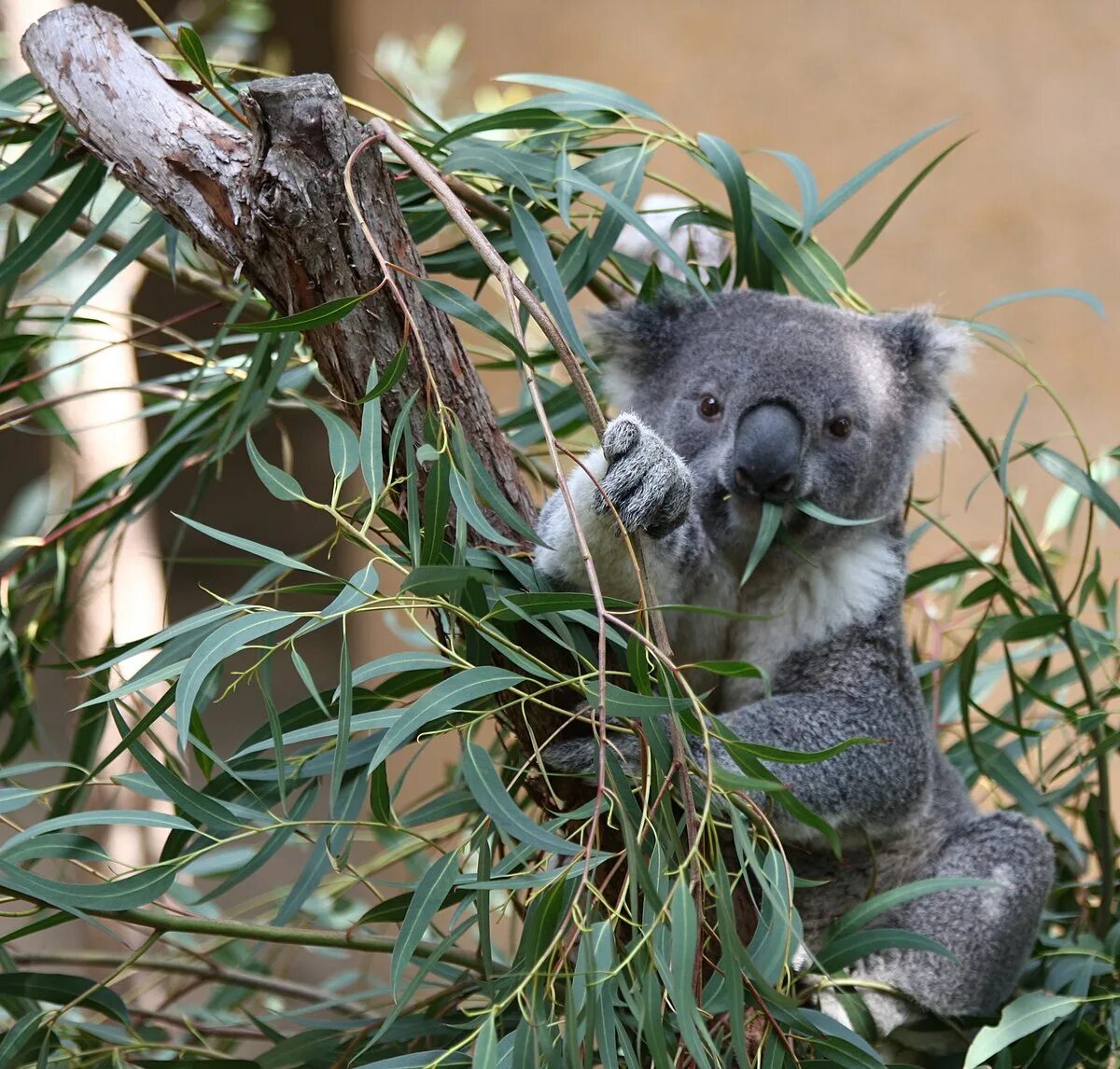 Едят ли коалы. Коала на эвкалипте. Эвкалипт в Австралии с коалой. Коала на бамбуке. Коала в эвкалиптовые леса.