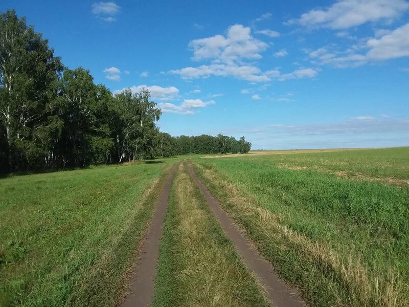 Погода орехово одесский. Село Орехово Омская область. Одесское Омская область. Лесное хозяйство Шербакульского района. Природа русско-Полянского района Омской области.