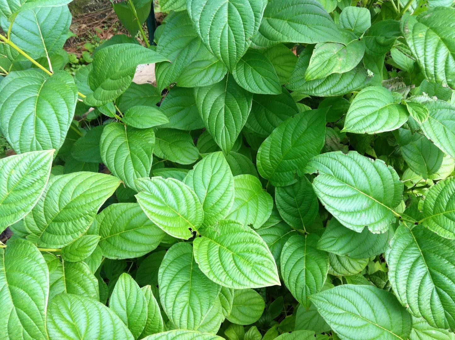 Дёрен отпрысковый Flaviramea. Дерен Флавирамея. Дерен отпрысковый Cornus stolonifera. Дерен отпрысковый "Flaviramea" ("Флавирамеа"). Дерен флавирамеа