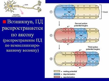 Немиелинизированные нейроны