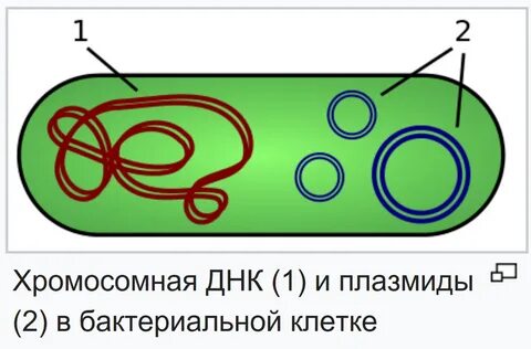 Введение плазмид в бактериальные клетки