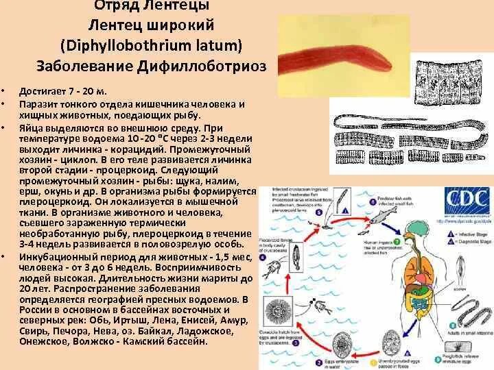 Заболевания вызываемые ленточными червями. Широкий лентец Тип червей. Ленточные черви широкий лентец. Жизненный цикл широкого лентеца Diphyllobothrium latum. Diphyllobothrium latum инвазионная стадия.