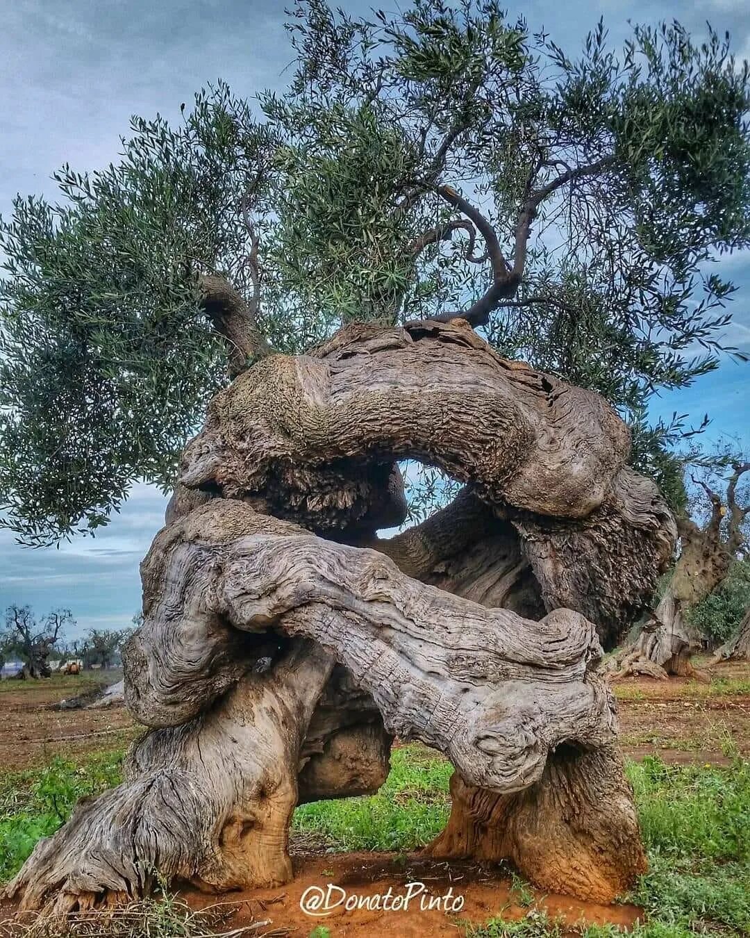 старинное предание причуды природы. причудливые деревья. деревья причуды природы. преткновения почему приставка пре. чудеса природы деревья похожие на людей.