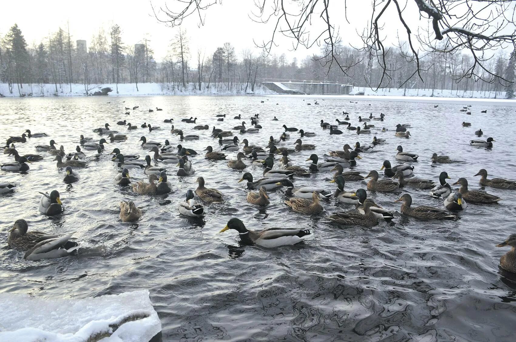 Чем кормить уток на пруду весной. Водоплавающие птицы Гатчинского парка. Водоплавающие птицы в Гатчине. Рацион уток на водоеме. Утки в Гатчинском парке летом.