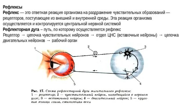 Зрачковый рефлекс ответная реакция. Строение рефлекторной дуги глаза. Дуга зрачкового рефлекса. Рефлекторная дуга мигательного рефлекса.