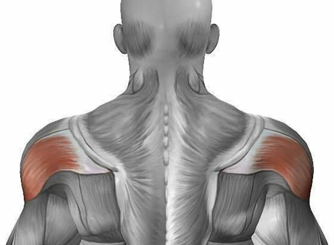 Анатомия мышц задняя Дельта. Задняя Дельта muscle. Задний пучок дельтовидной мышцы. Дельта задняя мышца плеча.
