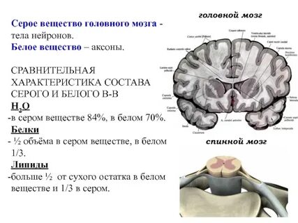 Серое вещество переднего отдела головного мозга