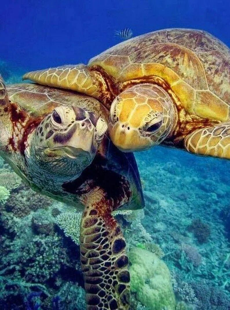 Морская черепаха. Зелёная черепаха. Самые красивые черепахи. Самая красивая черепаха в мире. Черепахи живут 300