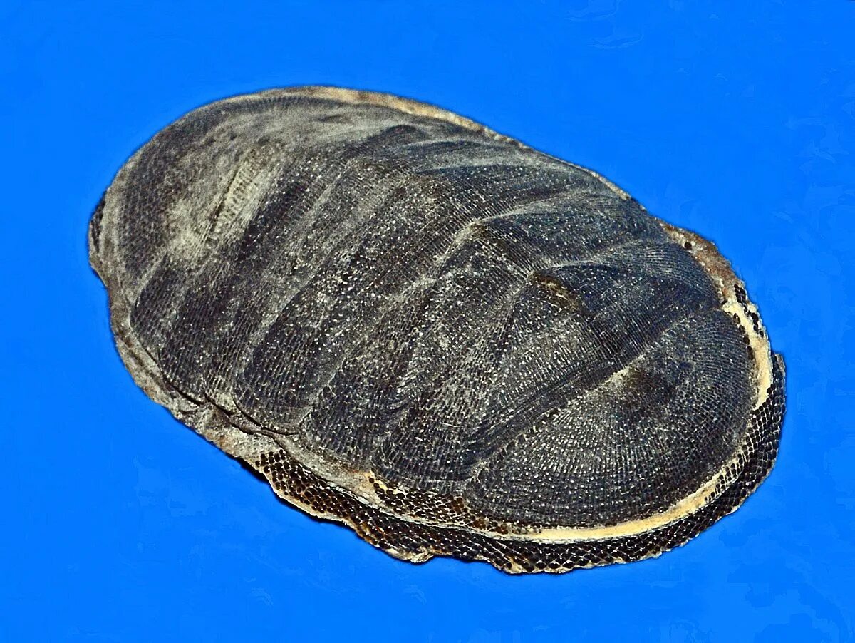Chiton. Хитон моллюск. панцирные хитоны. панцирные моллюски хитоны. chiton magnificus.