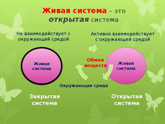 Любая живая система. Открытая Живая система. Открытые системы в биологии. Закрытые системы в биологии. Живые системы биология.