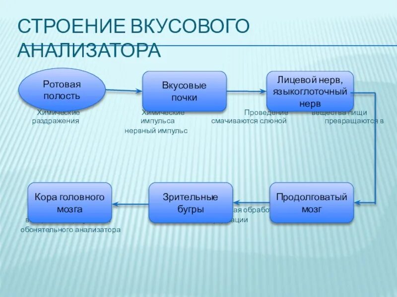 Строение анализатора. Вкусовой анализатор строение. Центральный отдел вкусового анализатора. Структура вкусового анализатора.