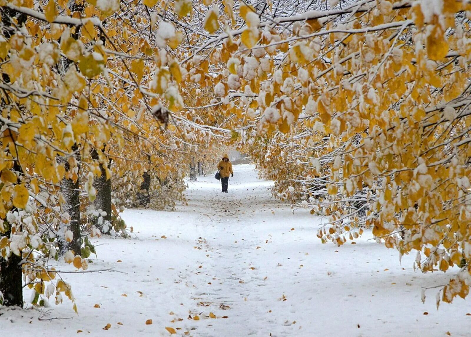 Снежная осень. Ранняя зима. Первый снег. Осень снег. Ноябре выпадет снег