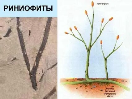 Как назывались первые наземные растения