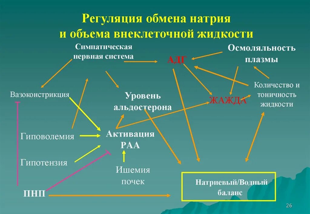 Механизмы регуляции натрия в организме. Регуляция обмена натрия. Регуляция натрия в организме. Регуляция объема внеклеточной жидкости.