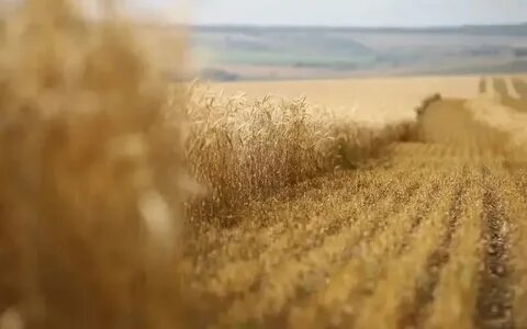 Наступило время жатвы на хлебное поле