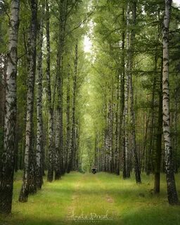 Лес гиф