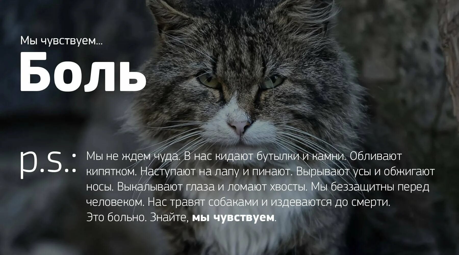 Кидай ватсап кидай. Бездомные животные мы чувствуем. Цитаты про бездомных котов. Фразы про бездомных животных. Мы чувствуем животные.