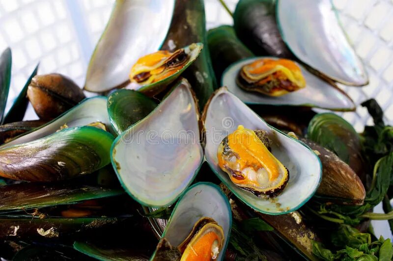 Мидии во фритюре. Frozen greenshell mussels. Мидии нормандия. Водоросли в мидиях. Мидии внутри волосы.