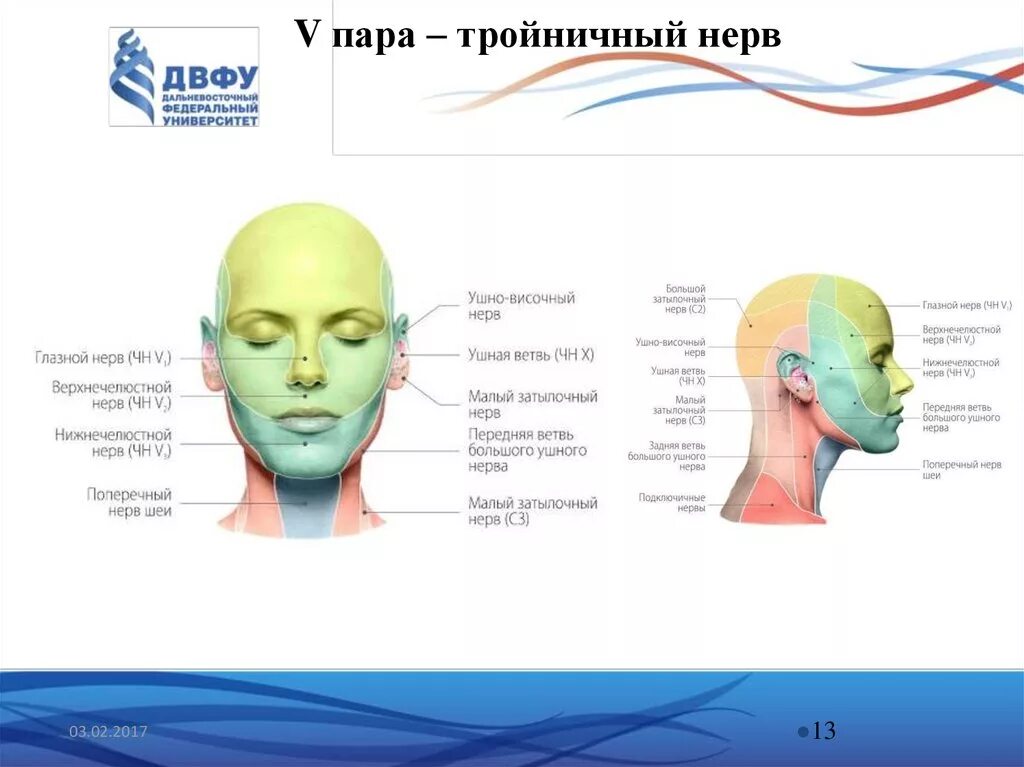 Точки выходов нервов