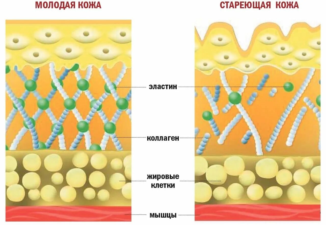 Уменьшение выработки коллагена. Выработка коллагена и эластина. Стимуляция выработки коллагена. Типы кожи лица картинки. Строение кожи коллаген эластин.