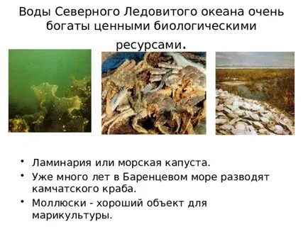 Биологические ресурсы баренцева моря