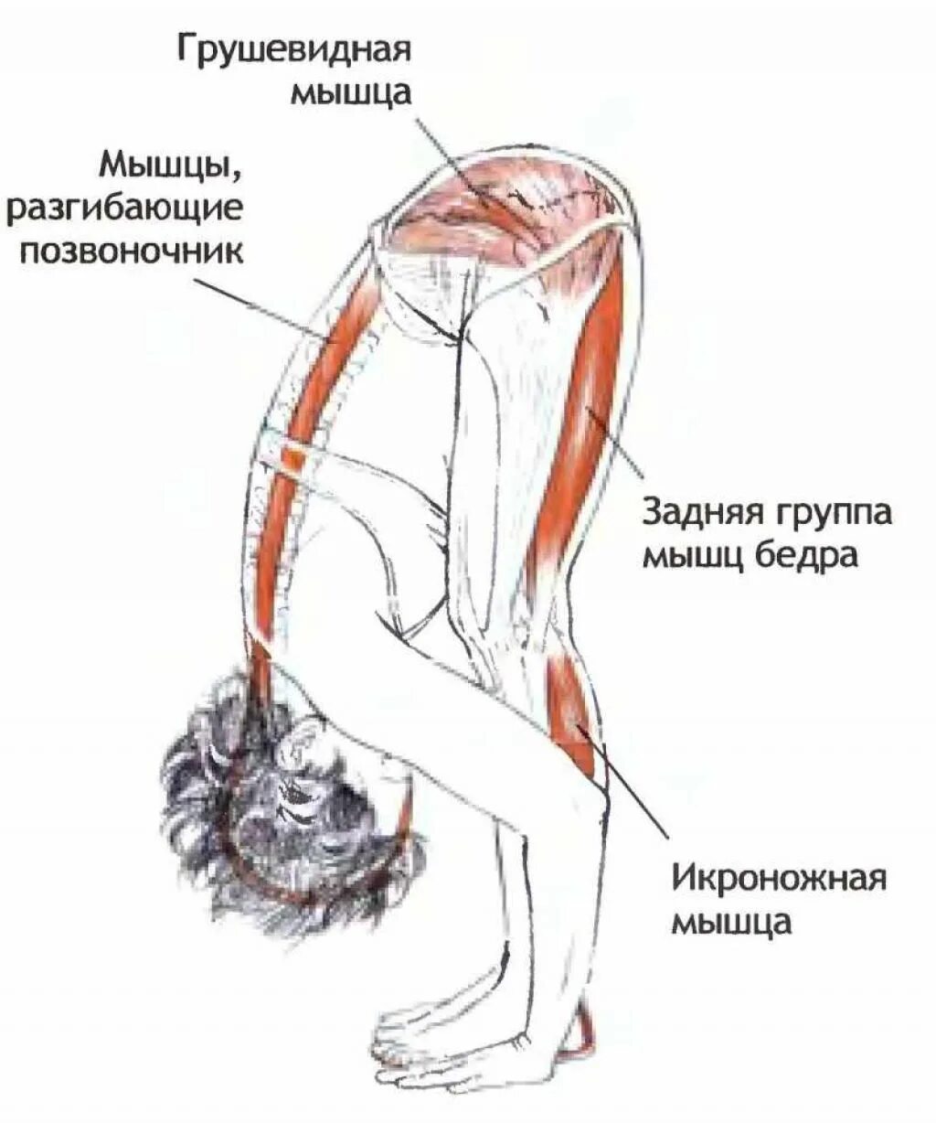 Уттанасана анатомия. Падахастасана Уттанасана. Растяжка мышц наклон вперед. Мышцы разгибатели позвоночника растяжка.