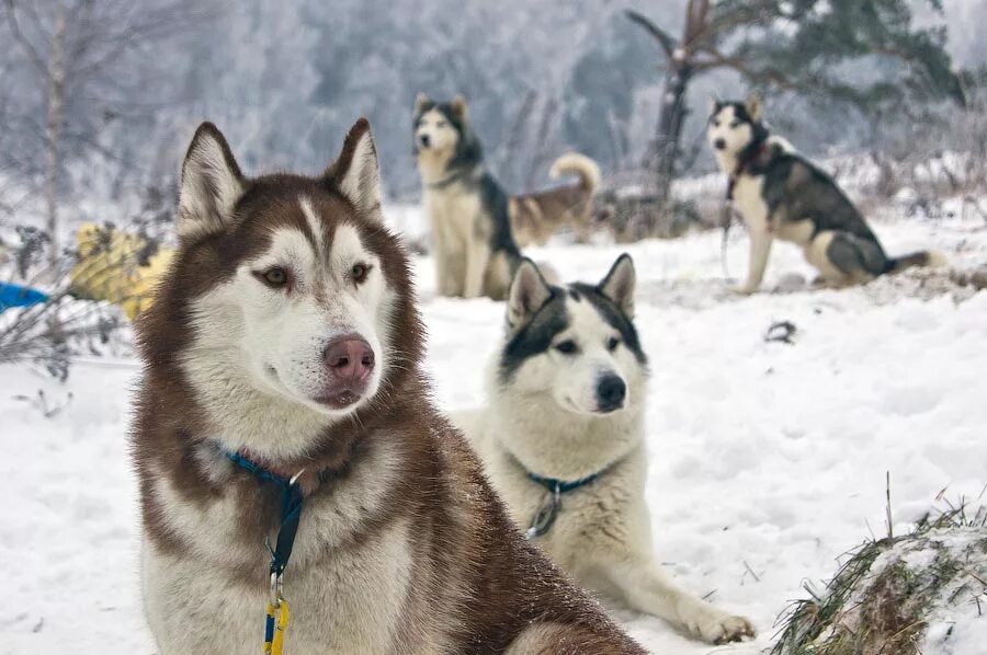 В гостях у хаски трудармейский. Талви укко карелия питомник хаски. Хаски экскурсия. Лайлапс домик хаски. Парк хаски трудармейский.