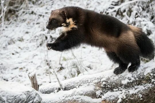 Как выглядит росомаха в жизни What Is a Wolverine Animal submited images Pic2Fly Wolverine animal, Animals wil