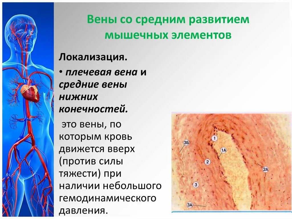 Вены мышечного типа примеры Презентация на тему: 47. Вена мышечного типа