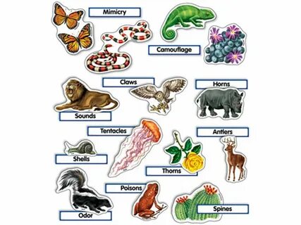 Environment animals