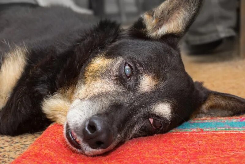 3 Formas de Ajudar Um Cão Que Tem Epilepsia - wikiHow