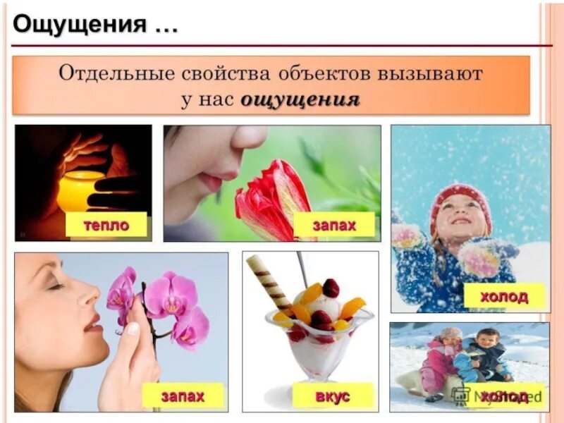 Как человек познает окружающую. Как человек познает окружающий мир. человек познает мир 3 класс. как человек познает окружающий мир 3 класс. зачем мы познаём окружающий мир.