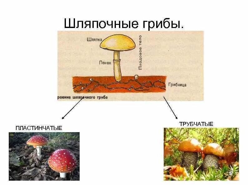 Классификация шляпочных грибов. Царство грибов Шляпочные. Группа многоклеточных шляпочных грибов. Шляпочные грибы характеристика биология.